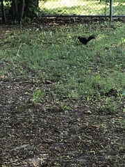 Sciurus carolinensis