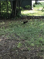 Sciurus carolinensis