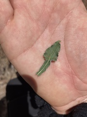 Eriogonum cithariforme