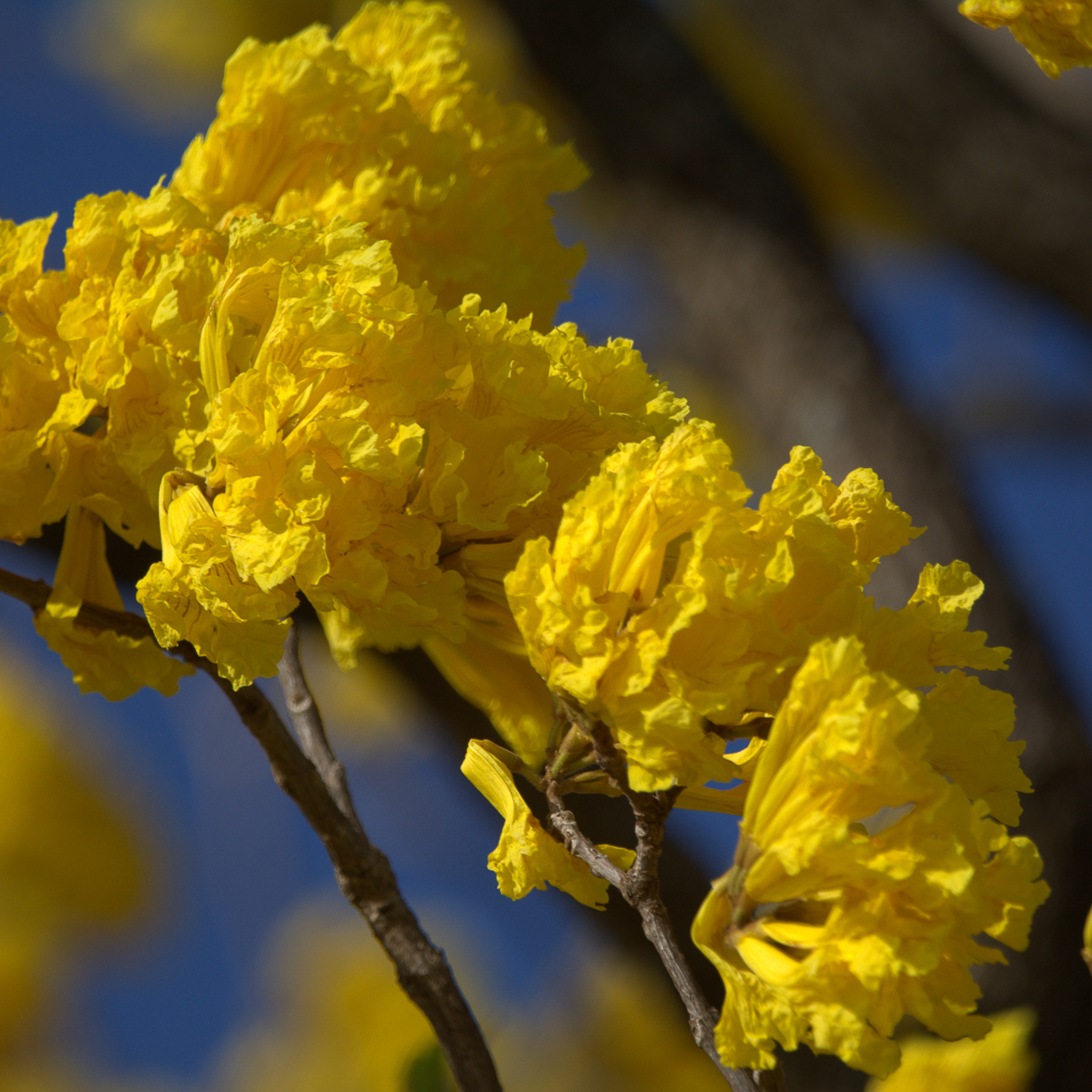 Handroanthus ochraceus