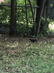 Sciurus carolinensis