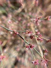 Eriogonum cithariforme