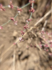 Eriogonum cithariforme