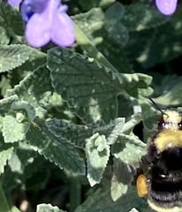 Bombus vosnesenskii