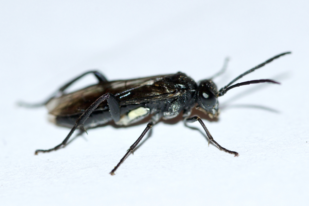 Macrophya macgillivrayi