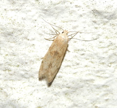 Blastobasis lacticolella