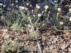Erigeron flagellaris