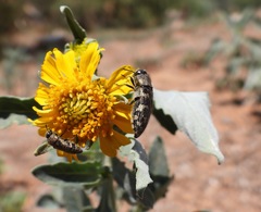 Acmaeodera bowditchi