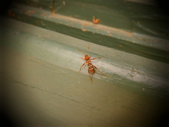 Neoclytus acuminatus