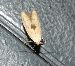 Blastobasis lacticolella