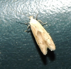 Blastobasis lacticolella