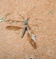 Acutipula