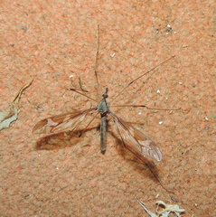 Acutipula