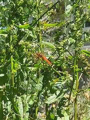 Sympetrum illotum