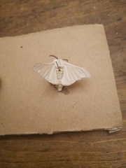 Bombyx mori