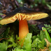 Hygrocybe fuscoaurantiaca - Photo (c) Shirley Kerr, some rights reserved (CC BY-NC), uploaded by Shirley Kerr