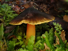 Hygrocybe fuscoaurantiaca