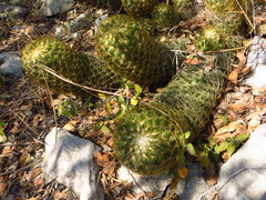Coryphantha erecta