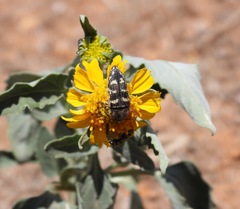 Acmaeodera bowditchi