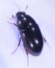 Hydrobiomorpha casta