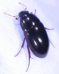 Hydrobiomorpha casta