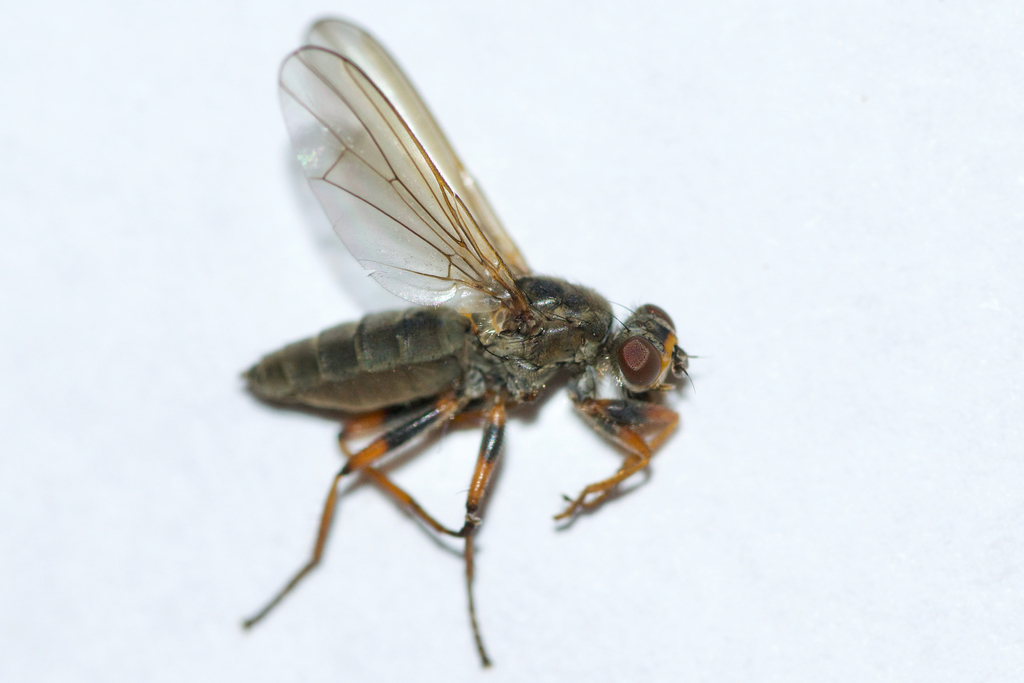 Spaziphora cincta