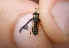 Chrysopsinae