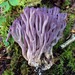 Violet Coral Fungus - Photo (c) tombigelow, some rights reserved (CC BY-NC), uploaded by tombigelow
