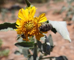 Acmaeodera bowditchi