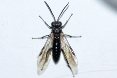 Macrophya macgillivrayi