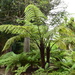 Black Tree Fern - Photo (c) Natalie Tapson, some rights reserved (CC BY-NC-SA)