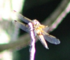 Sympetrum corruptum