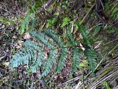 Pteris terminalis