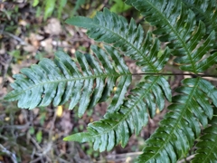 Pteris terminalis