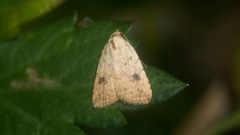 Anachrostis nigripunctalis