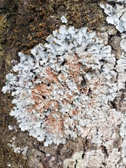 Lecanoromycetes