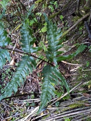 Pteris terminalis