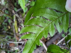 Pteris terminalis