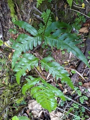 Pteris terminalis