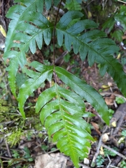 Pteris terminalis