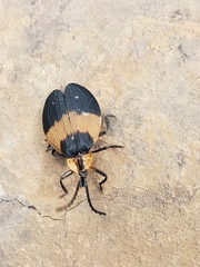Lycus sallaei