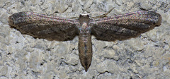 Protoproutia laredoata