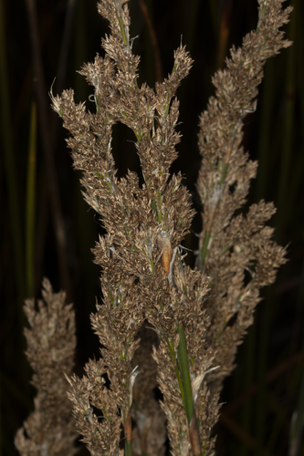 scale-rush (Lepyrodia imitans)