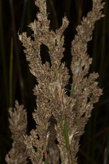 Lepyrodia imitans