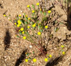 Malacothrix stebbinsii