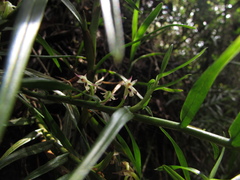 Maxillaria graminifolia