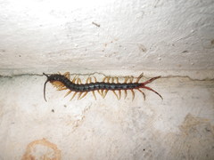 Scolopendra gigantea