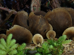 Rhizocybe