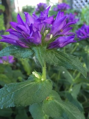 Campanula glomerata