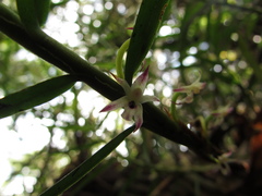 Maxillaria graminifolia